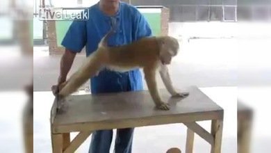 Un mono indonesio hace flexiones y ejercicios abdominales