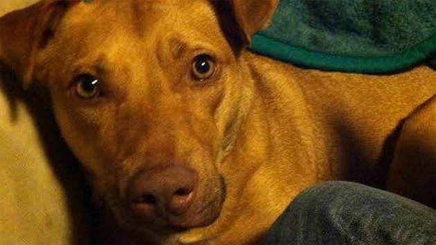 Policías de EE.UU. disparan 15 veces a un perro porque ladraba
