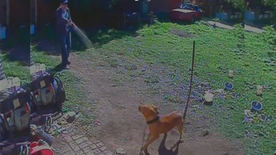 Un policía rocía con gas pimienta a un perro encadenado