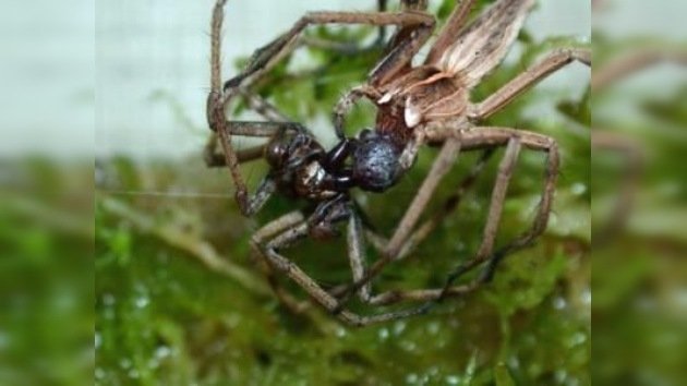 Arañas macho de Pisaura engañan a sus hembras con regalos 'baratos'