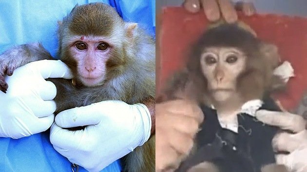 Dudas acerca del regreso exitoso del mono que Irán envió al espacio