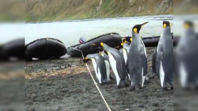Los pingüinos no pueden jugar a saltar la cuerda