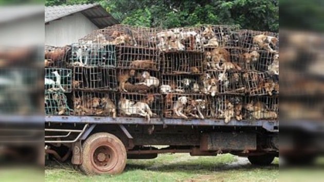 2.000 canes rescatados en Tailandia antes de llegar a las mesas de Vietnam