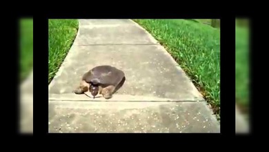 La Usain Bolt de las tortugas: récord de velocidad
