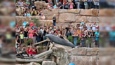 Delfines en cautiverio, ¿esclavos tristes en 'cárceles acuáticas'?