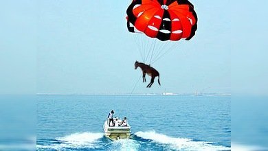 Un burro 'volador' para promover el turismo