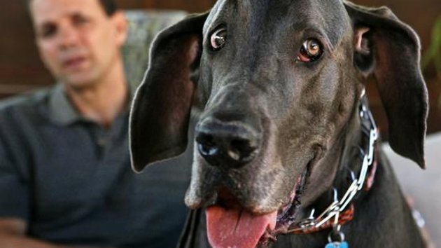 Adiós 'Giant George': Murió el perro más grande del planeta
