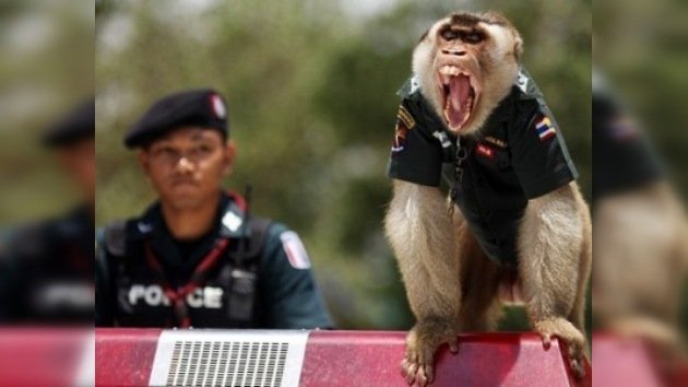 Los monos 'policías' hacen la guardia en el sur de Tailandia