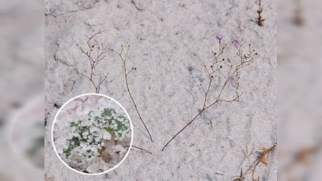 Biólogos hallan la primera planta carnívora que se alimenta bajo tierra
