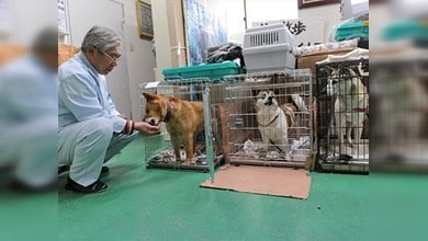 Los japoneses buscan animales en la zona prohibida