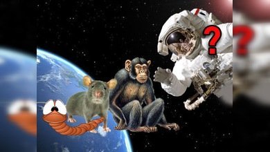 Irán, a punto de enviar al espacio a más seres vivos