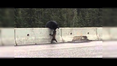 Una mamá osa saca a su cachorro de una carretera de alta velocidad