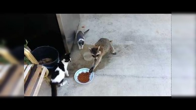 El mapache ladrón más tierno del mundo