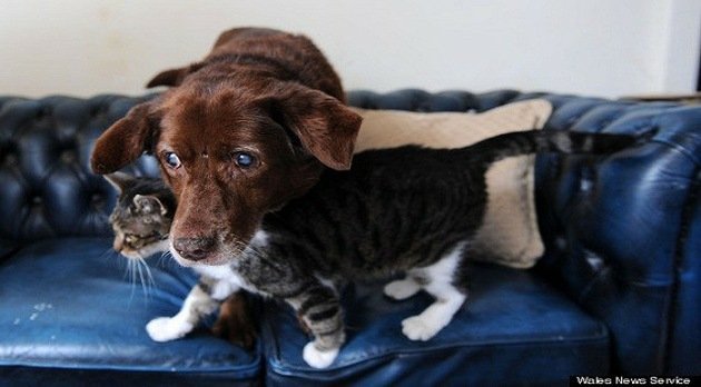 Video: Un gato lazarillo... de un perro ciego
