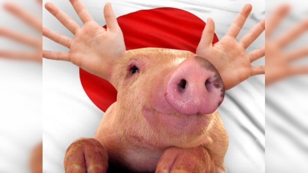 Los órganos humanos para trasplantes podrían ser creados en cerdos