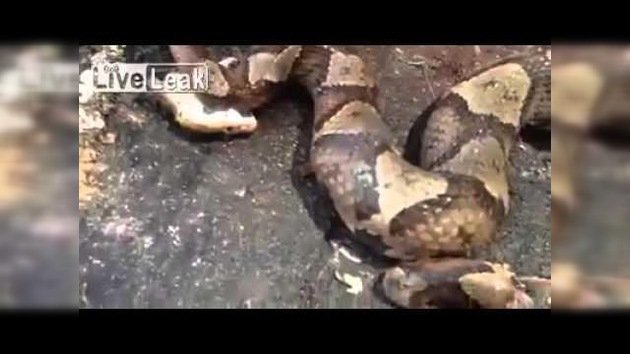 Víbora ‘zombi’: Una serpiente decapitada que se muerde la cola
