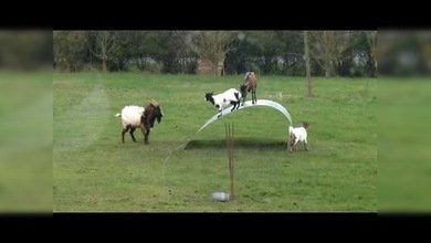 ¿A qué dedican las cabras su tiempo libre?