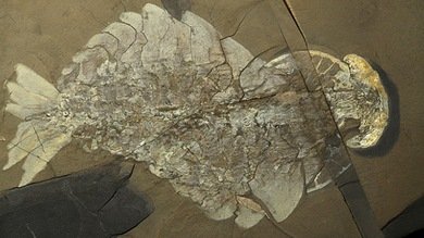 Hallan un yacimiento de fósiles que podría resolver uno de los mayores enigmas de la evolución