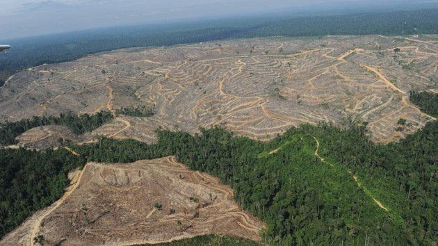El planeta pierde una superficie similar a la Argentina por la dramática tala de bosques