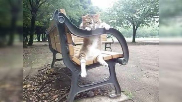 Un gato sentado en una banca relajándose