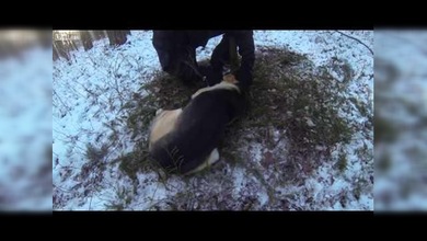 Un perro es abandonado en el bosque para morir
