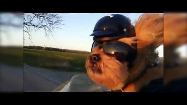 Conozca a Stich, el primer perro ruso aceptado en el club internacional de 'bikers' caninos