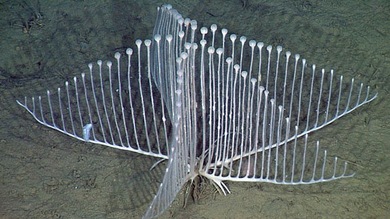 Descubren una especie de esponjas carnívoras en forma de arpa