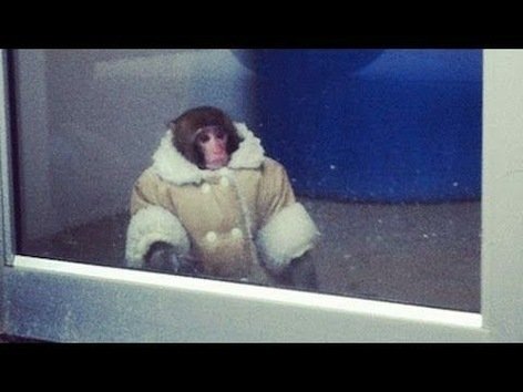 Un mono vestido de invierno aparece en un Ikea canadiense