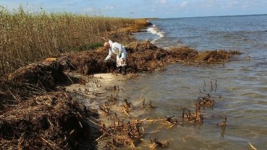 EE.UU., con el alga al cuello: una plaga de sargazos tóxicos devasta ríos y lagos
