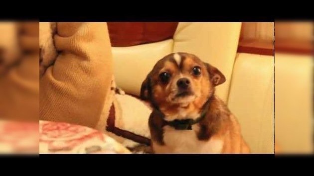 Conmovedor: Un perrito a punto de 'llorar' tras ser regañado por su dueña