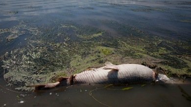 Hallan en el fondo del golfo de México una 'zona muerta' del tamaño de Connecticut