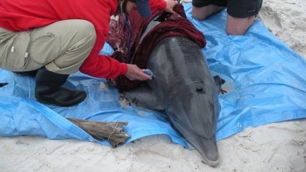 Encuentran delfines mutilados en la costa del golfo de México