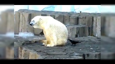 ¿Quién es más ‘pesado’: el oso o el cuervo?