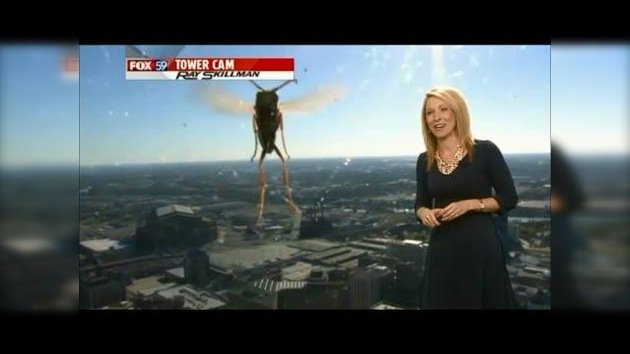 Una abeja ‘gigante’ asusta a una presentadora de TV en directo