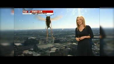 Una abeja ‘gigante’ asusta a una presentadora de TV en directo
