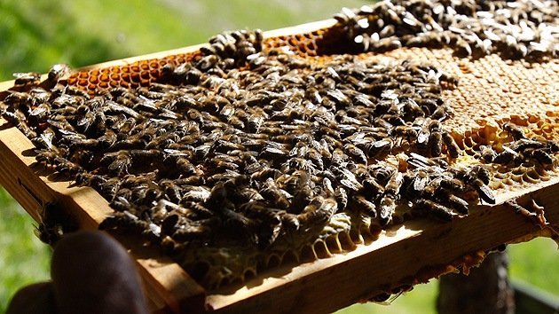 Las abejas abandonan las colmenas - Levante-EMV