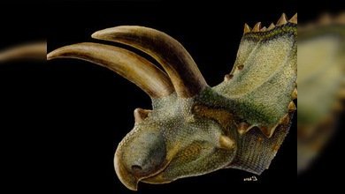 México, tierra de dinosaurios