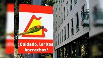 Temporada de loritos borrachos en Australia