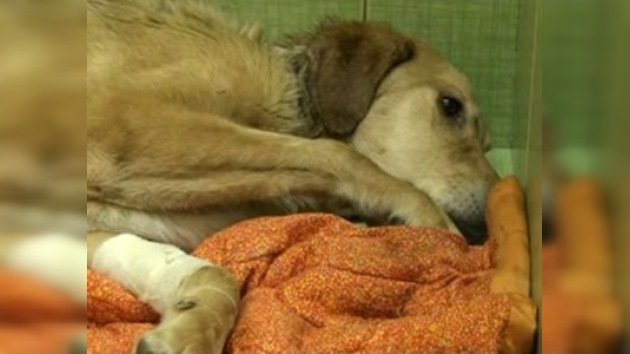 Falleció Bonus, el perro callejero que fue cruelmente torturado 