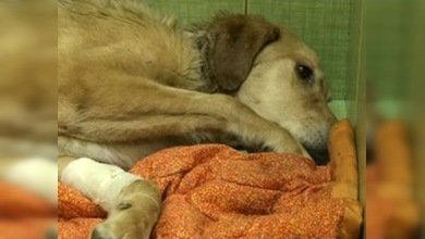 Falleció Bonus, el perro callejero que fue cruelmente torturado