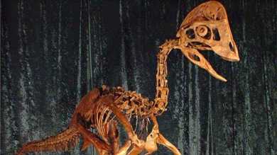 Descubren un dinosaurio apodado el 'pollo del infierno'