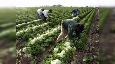 Economía estadounidense se deterioraría debido a las leyes antiinmigrantes