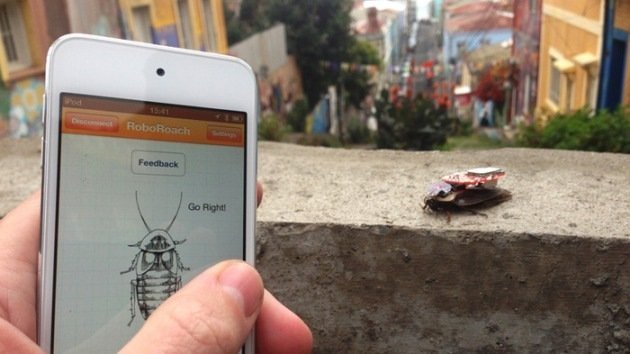 Criatura obediente: crean sistema para teledirigir cucarachas con un iPhone