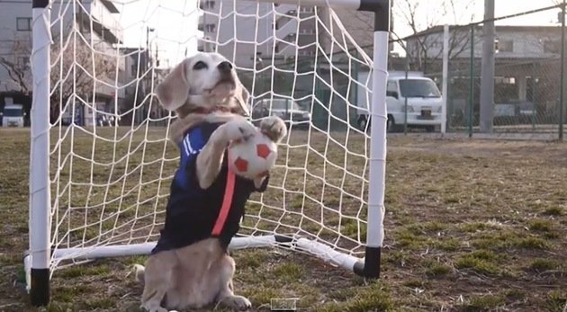 Este perro está listo para el Mundial: Sabe moverla y atajar penales