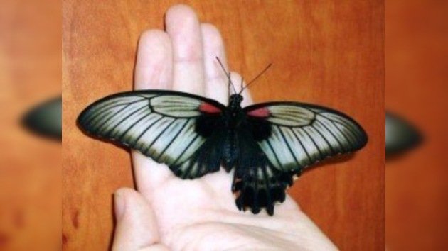 Un estudiante ruso hace un exitoso trasplante de ala a una mariposa tropical