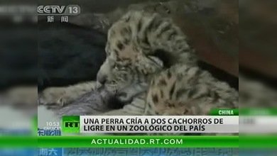 Una perra adopta a dos cachorros de ligre en un zoo chino
