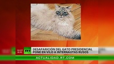 ¿Dónde está el gato del presidente Medvédev?