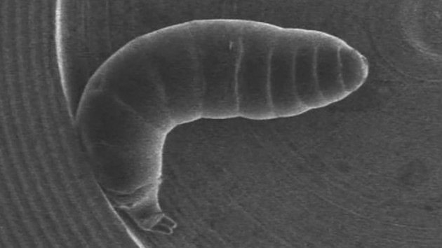 Video: Científicos japoneses diseñan un 'nanotraje' para larvas