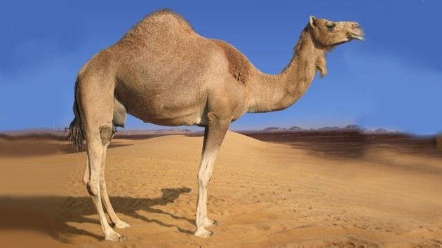 Subvención absurda: Castilla y León destina 1,45 millones de euros a la cría del camello canario