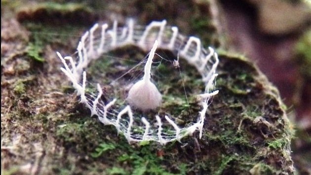 Científicos 'atrapan' el misterio de las torrecillas circulares en los árboles del Perú